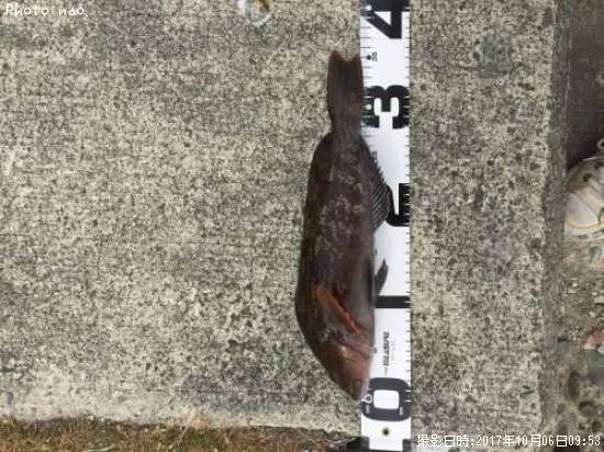 �����ʥ�