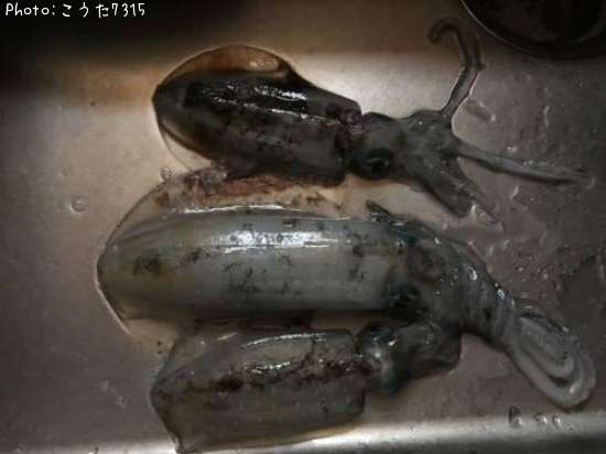 �����ꥤ��