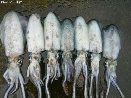 �����ꥤ��