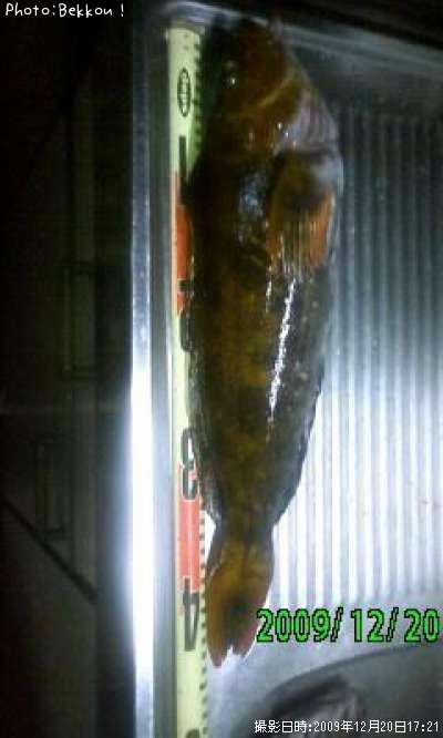 �����ʥ�