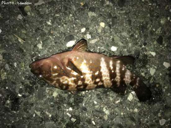 �����ϥ�