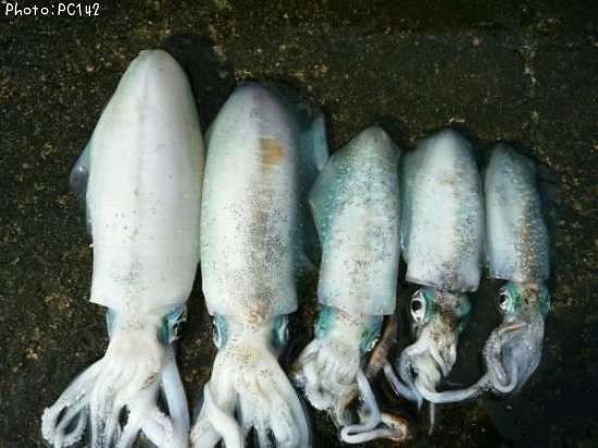 �����ꥤ��