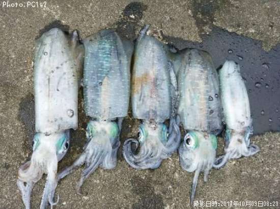 �����ꥤ��