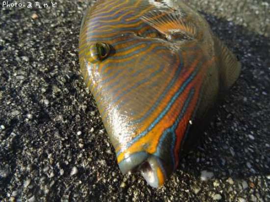 �����ϥ��㡼�ڥ��ޥɥ��󥬥��