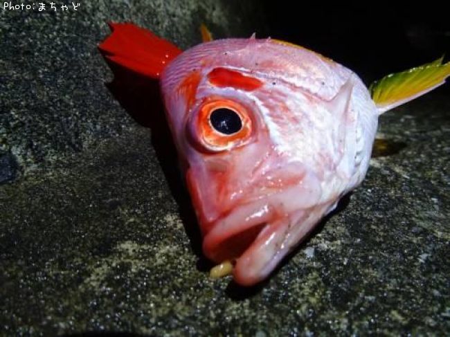 �ޥ��顼��������ڥȥ��ꥨ�ӥ���