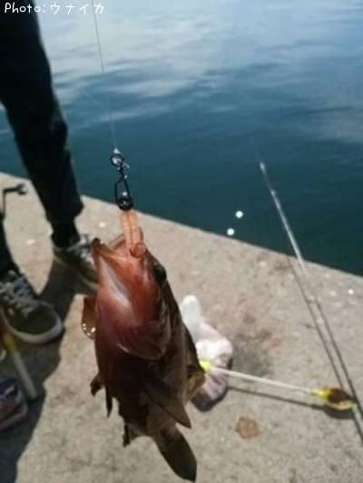 �����ϥ�