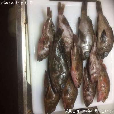 ��Х롢������