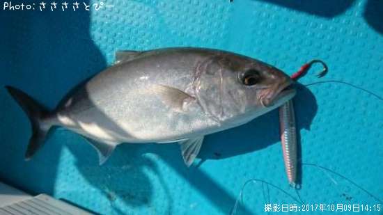 ���祴�����������������ĥ������С��ޥ��������������ե�