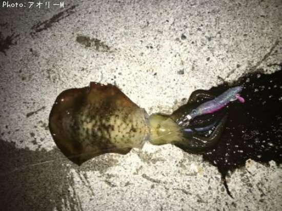 �����ꥤ��