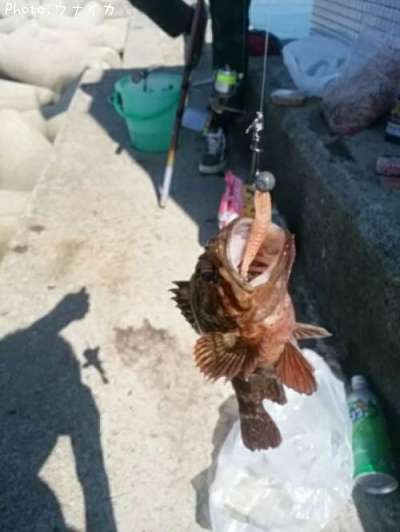 ��饽��
