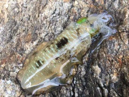 �����ꥤ��