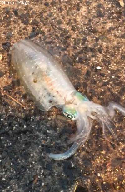 �����ꥤ��