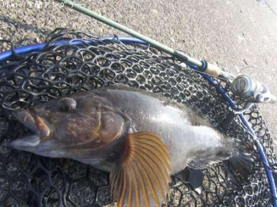 �����ʥ�