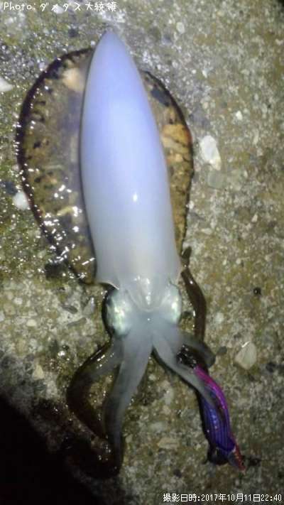 �����ꥤ��