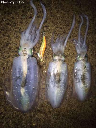 �����ꥤ��