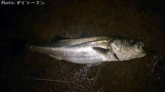 �����Х�