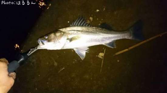 �����Х�