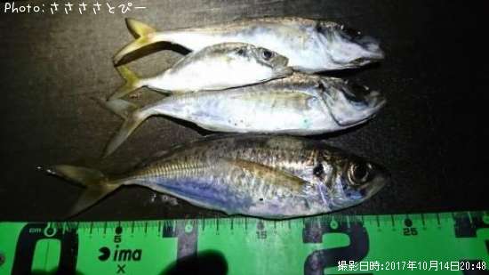 ��������Х�