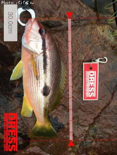 �襳�����ե�����