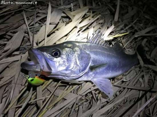 �����Х�