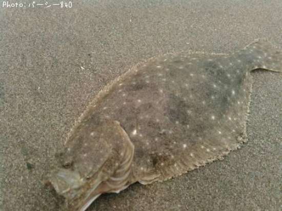 �ҥ��ʥ�����