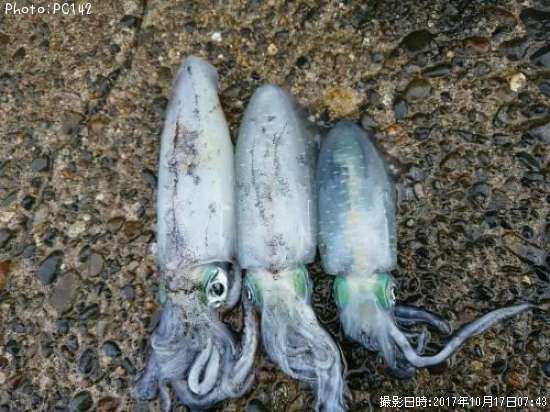 �����ꥤ��