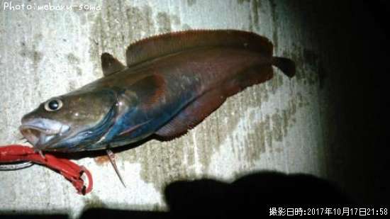 �������������ʥ�