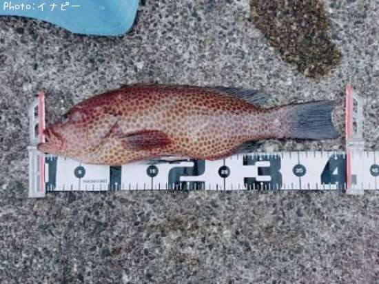 �������ϥ�