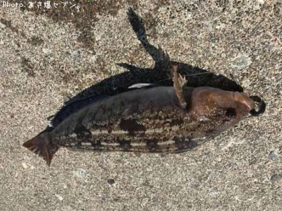 �����ʥ�