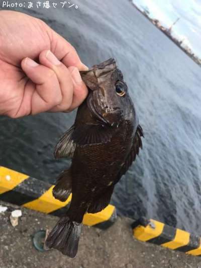 ������Х�