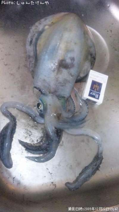 �����ꥤ��