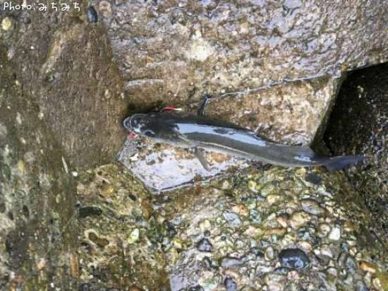 �����Х�