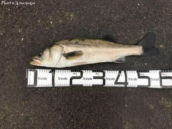 �����Х�