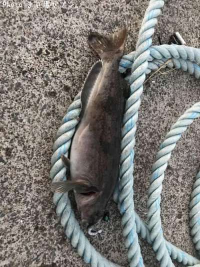 �����ʥ�