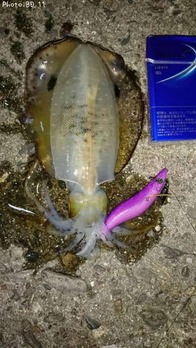 �����ꥤ��