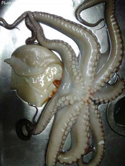 ���פΥ�ܥ��åסʥͥ��ˤ���