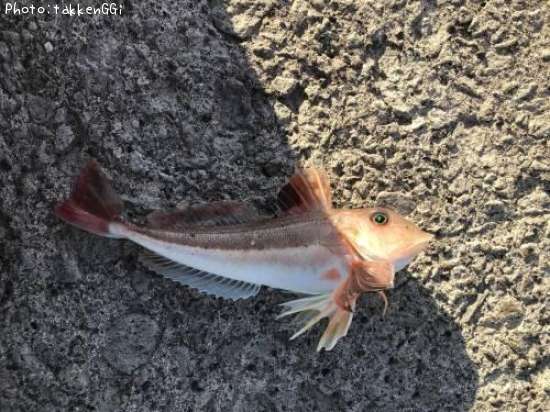 ���ʥ�����