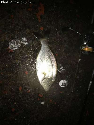 ���ߥ��ʥ�