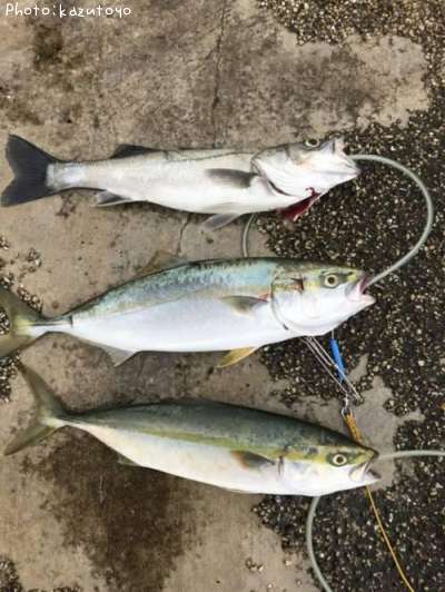 �����Х������ʥ�