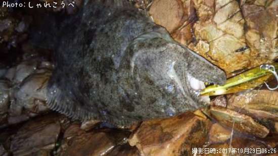 �ҥ��ȥ��ޥ�