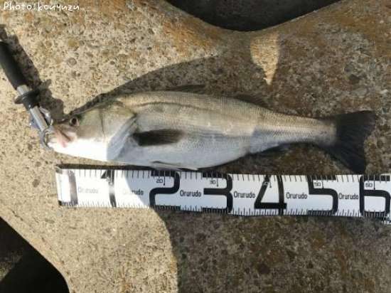 �����Х�