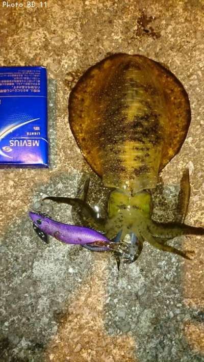 �����ꥤ��