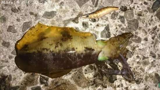 �����ꥤ��