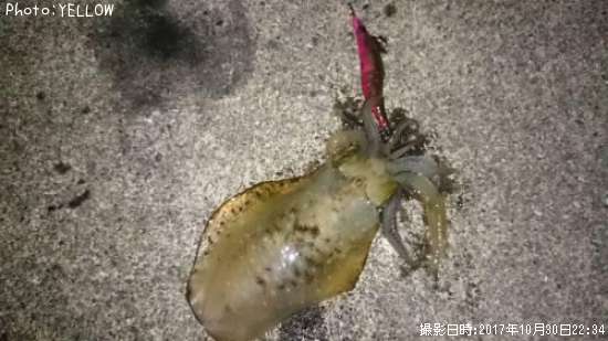 �����ꥤ��