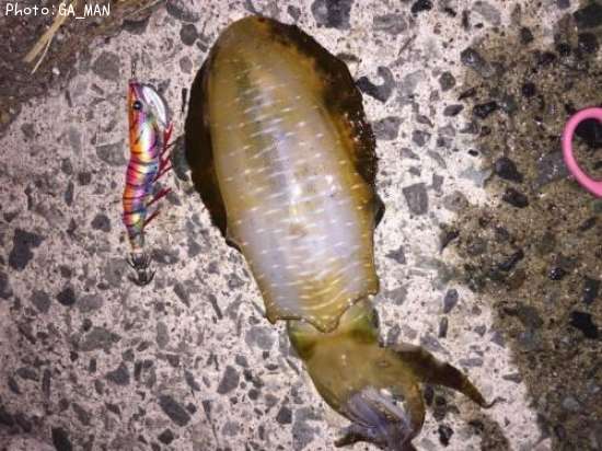 �����ꥤ��