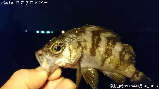 ��Х�������Х���