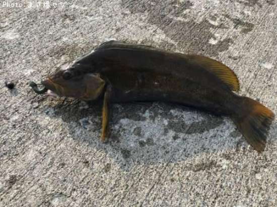 �����ʥ�