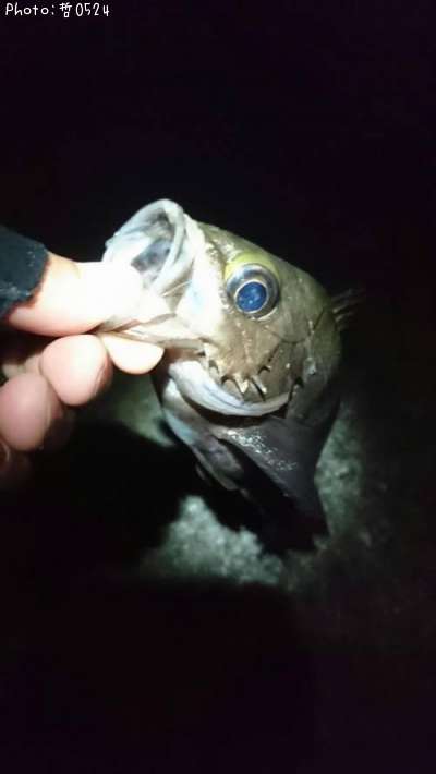 ��Х�