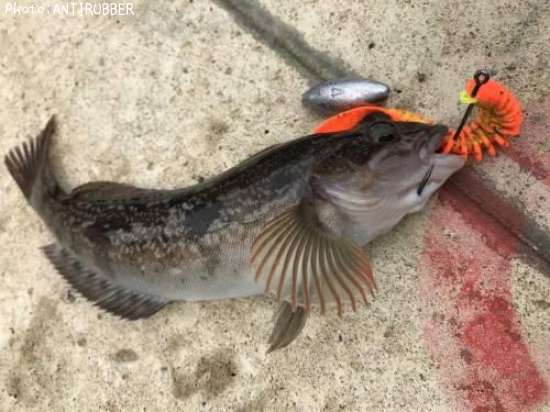 �����ʥ�