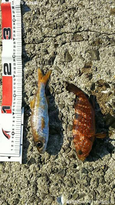 �����ϥ������